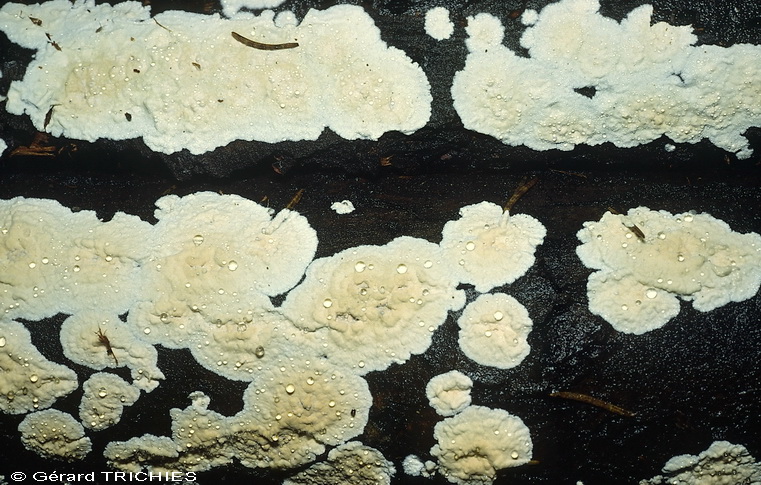 Quiz N. 2 (Cylindrobasidium evolvens)